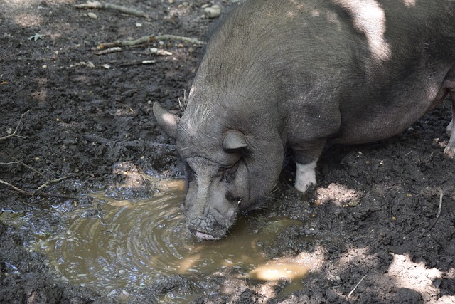 比赛的重大 比赛的重大