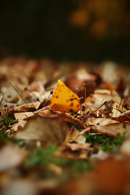 选择米利西 选择米利西