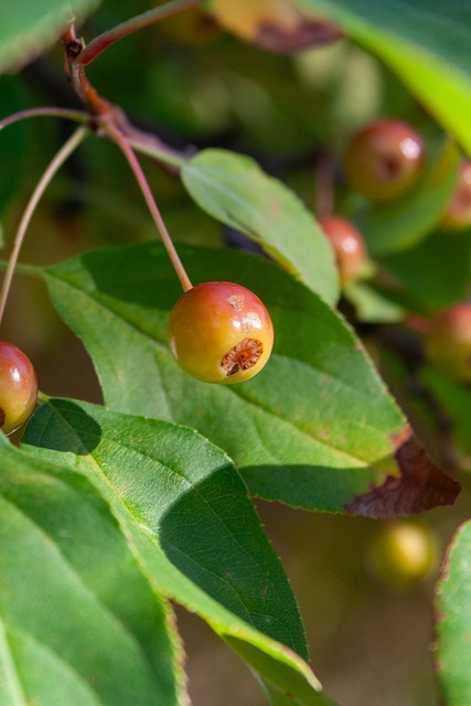 大部分南美 大部分南美